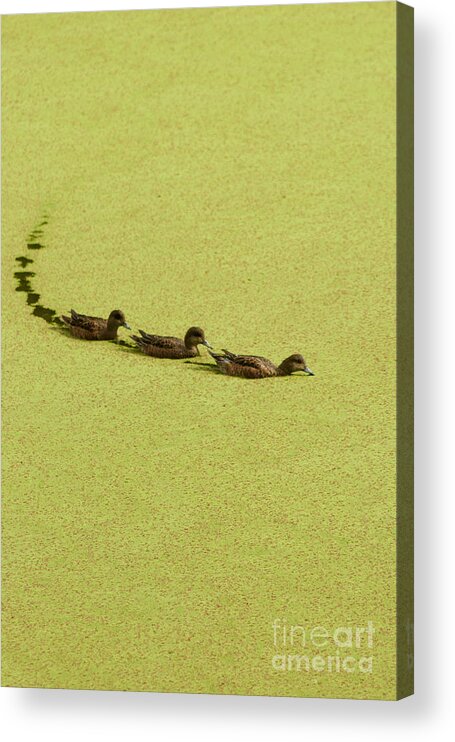 Photography Acrylic Print featuring the photograph Ducks in a Row by Sean Griffin