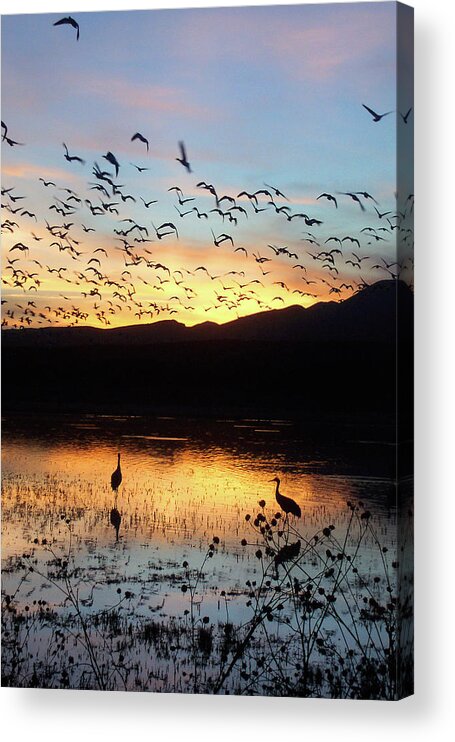 Water Acrylic Print featuring the photograph Dusk at Bosque del Apache by Jerry Griffin