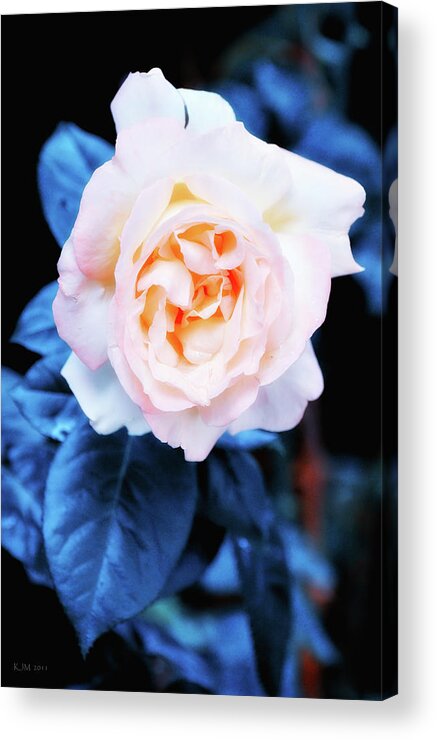 Rose Acrylic Print featuring the photograph Dusty Rose In Blue by Kevin Munro