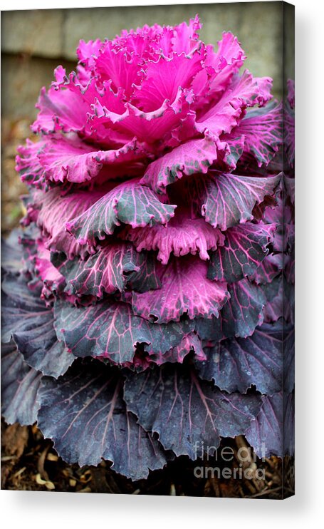 Dynasty Series Flowers Acrylic Print featuring the photograph Dynasty Red Flowering Cabbage by Kathy White