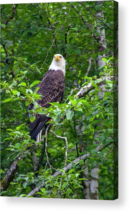 Eagle Acrylic Print featuring the photograph Eagle in Tree by Anthony Jones