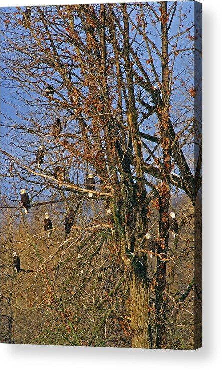 Eagle Acrylic Print featuring the photograph Eagles Eagles Eagles by Ted Keller