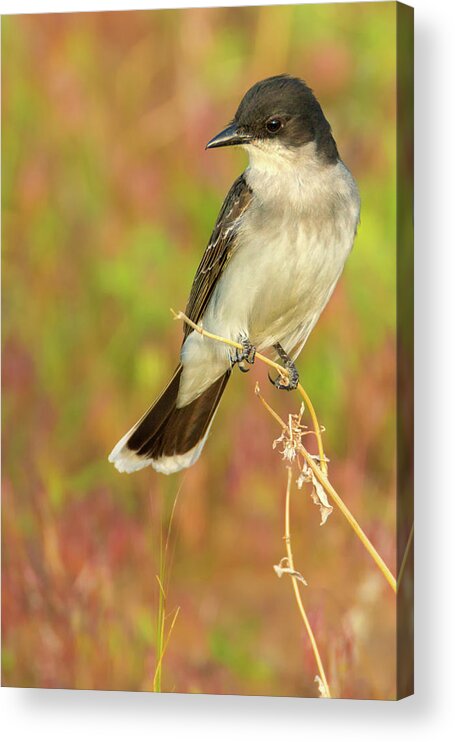 Colorado Acrylic Print featuring the photograph Eastern Kingbird In Colorado by John De Bord