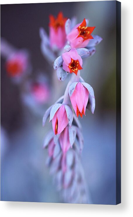 Echeveria Acrylic Print featuring the photograph Echeveria in bloom by Vanessa Thomas