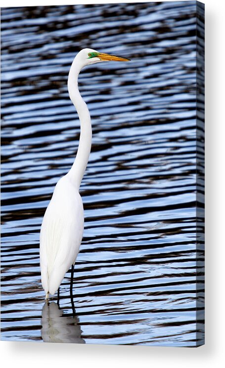 Egret Acrylic Print featuring the photograph Egret, Wildwood Park PA by John Daly