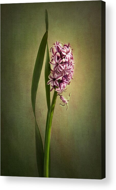 Hyacinth Flower Acrylic Print featuring the photograph Elegance by Marina Kojukhova