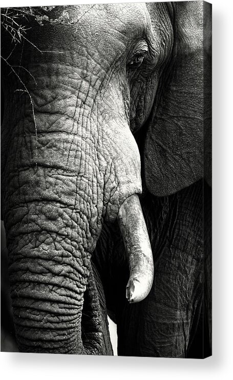 Elephant Acrylic Print featuring the photograph Elephant close-up portrait by Johan Swanepoel
