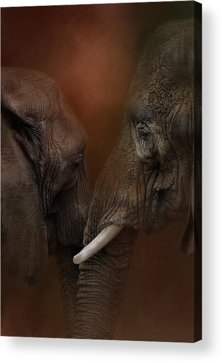 Adult Elephant Acrylic Print featuring the photograph Elephant Love by Jai Johnson