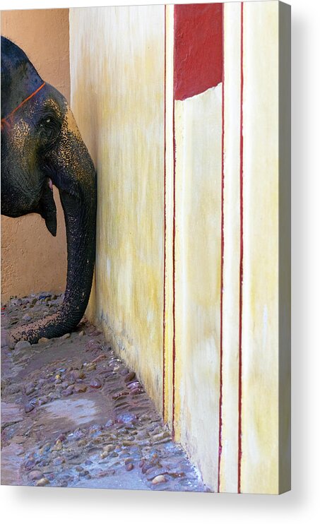 Minimalism Acrylic Print featuring the photograph Elephants Trunk by Prakash Ghai