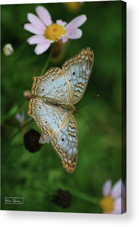 Fine Art Acrylic Print featuring the photograph Embrace Life by Kim Sowa