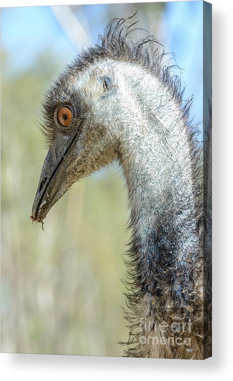 Wildlife Acrylic Print featuring the photograph Emu 3 by Werner Padarin