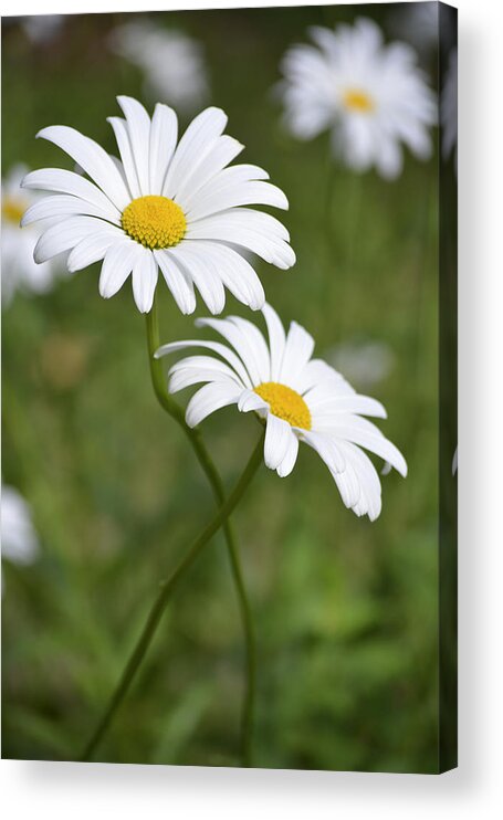 Flowers Acrylic Print featuring the photograph Entwined by Forest Floor Photography