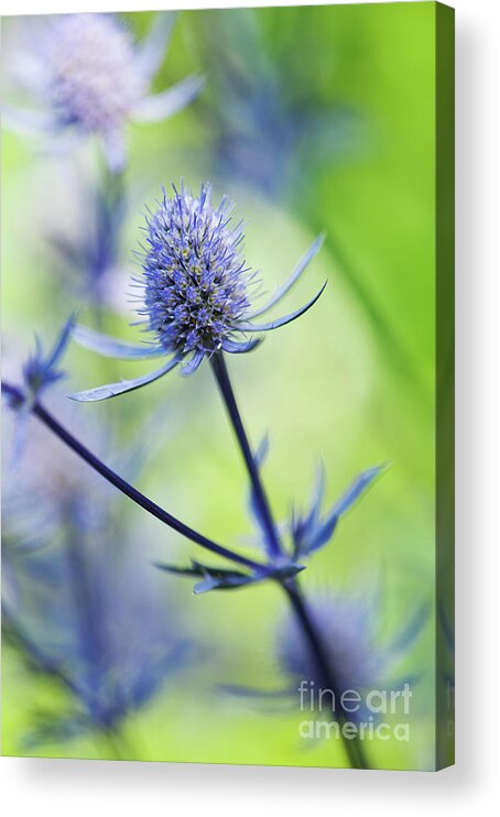 Eryngium Jade Frost Acrylic Print featuring the photograph Eryngium Jade Frost by Tim Gainey