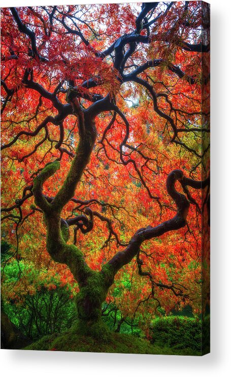 Trees Acrylic Print featuring the photograph Ethereal Tree Alive by Darren White