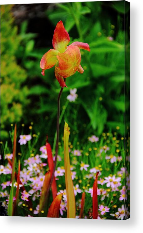 Flower Acrylic Print featuring the photograph Exotic Orchid by Allen Nice-Webb