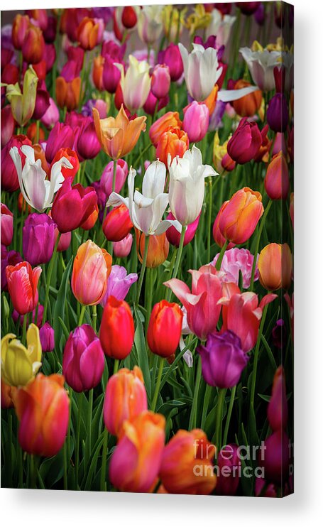 Tulip Acrylic Print featuring the photograph Eye Candy by Charles Hite