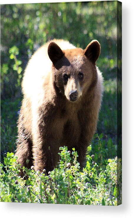 Alberta Acrylic Print featuring the photograph Eye Contact by Alyce Taylor