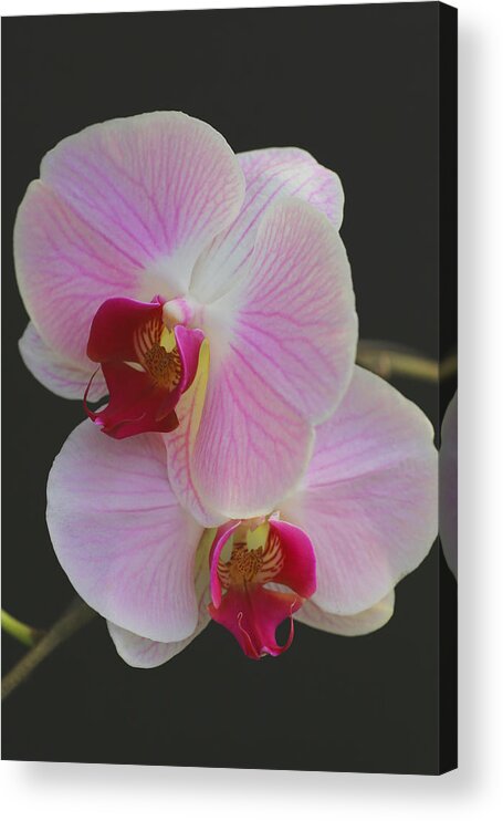 Orchids Acrylic Print featuring the photograph Fairy Blush Orchids by Tammy Pool