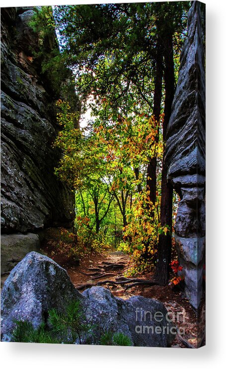 Fall Color Acrylic Print featuring the photograph Fall color lights up the trail by Barbara Bowen
