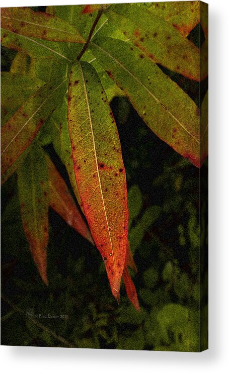 Wildflower Acrylic Print featuring the photograph Fall Fireweed 1 by Fred Denner