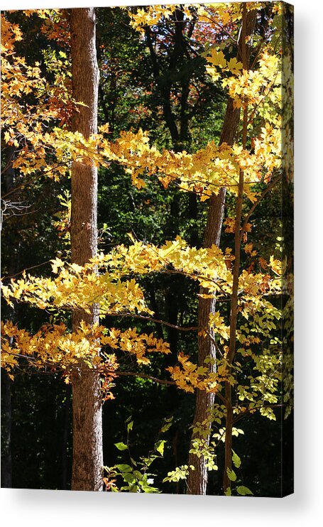 Fall Acrylic Print featuring the photograph Fall Forest 1 by William Selander