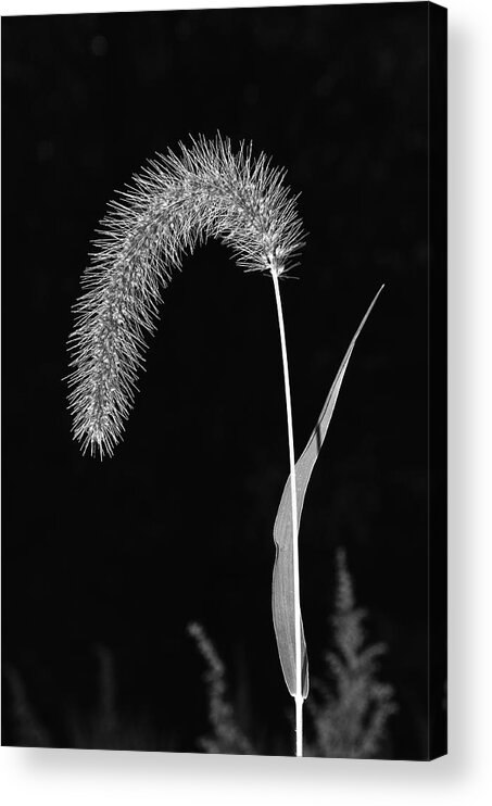 Grass Acrylic Print featuring the photograph Fall Grass 1 by Mark Fuller