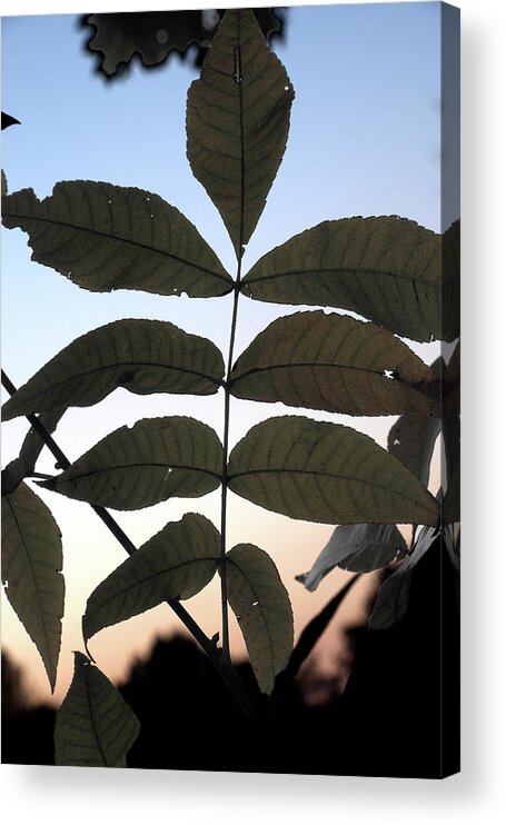 Leaves Acrylic Print featuring the photograph Fall Leaves by George Taylor