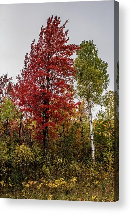 Fall Acrylic Print featuring the photograph Fall Maple by Paul Freidlund