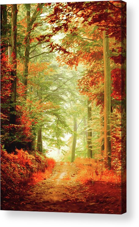 Autumn Acrylic Print featuring the photograph Fall painting by Philippe Sainte-Laudy