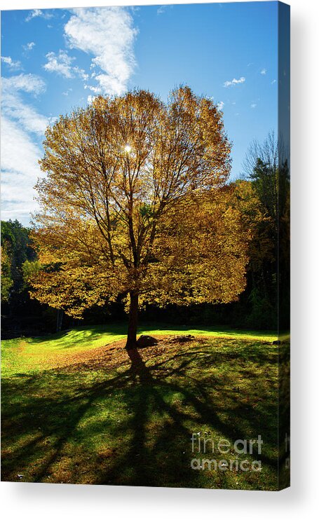 Tree Acrylic Print featuring the photograph Fall Tree Silhouette Kent Falls State Park Connecticut by Kimberly Blom-Roemer