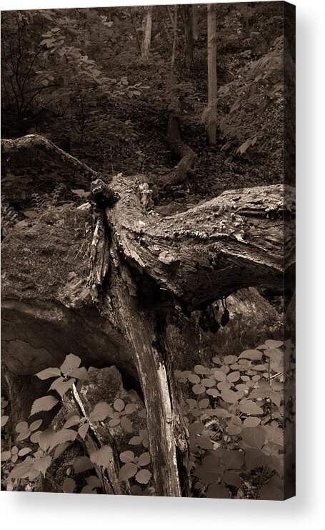 Illinois Acrylic Print featuring the photograph Fallen by Jason Wolters