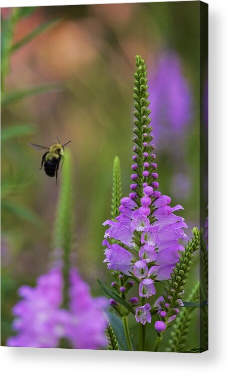 Bombus Acrylic Print featuring the photograph False dragonhead and bumblebee in flight by Todd Bannor