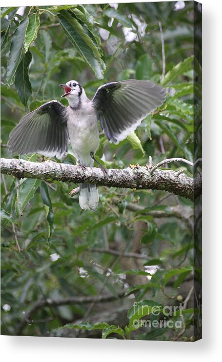 Bird Acrylic Print featuring the photograph Feed Me by Wendy Coulson