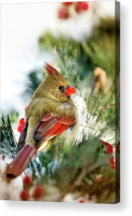 Cardinal Acrylic Print featuring the photograph Female Northern Cardinal by Christina Rollo