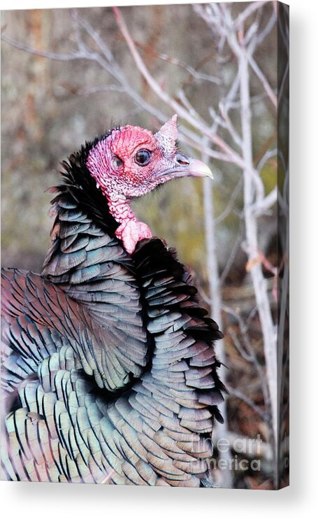 Female Wild Turkey Acrylic Print featuring the photograph Female Wild Turkey by Alyce Taylor
