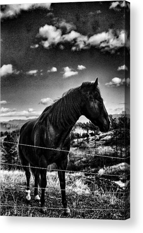 Horse Acrylic Print featuring the photograph Fenced In by HW Kateley