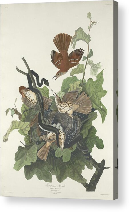 Audubon Acrylic Print featuring the drawing Ferruginous Thrush by Dreyer Wildlife Print Collections 