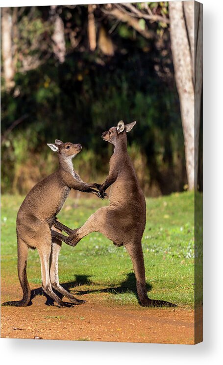 Kangaroo Acrylic Print featuring the photograph Fighting Kangaroos by Robert Caddy