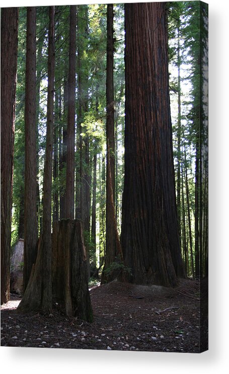 Firemark Redwoods Acrylic Print featuring the photograph Firemark Redwoods by Dylan Punke
