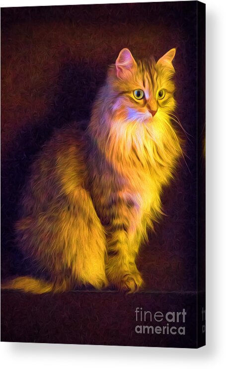 Nature Acrylic Print featuring the photograph Fireside Feline by Sharon McConnell