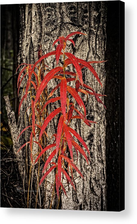 Wildflower Acrylic Print featuring the photograph Fireweed 2015 by Fred Denner