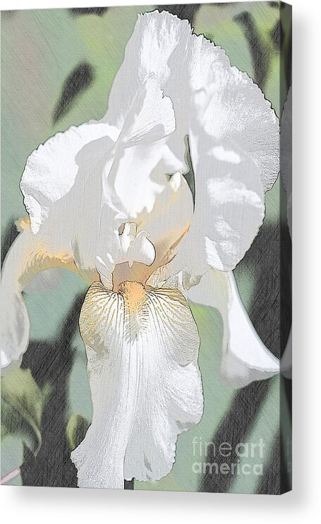 Iris Acrylic Print featuring the mixed media First Iris of the Summer by Sherry Hallemeier
