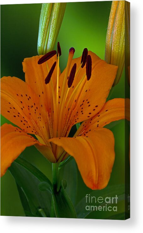 Flower Acrylic Print featuring the photograph First Orange Bloom by Robert Pilkington