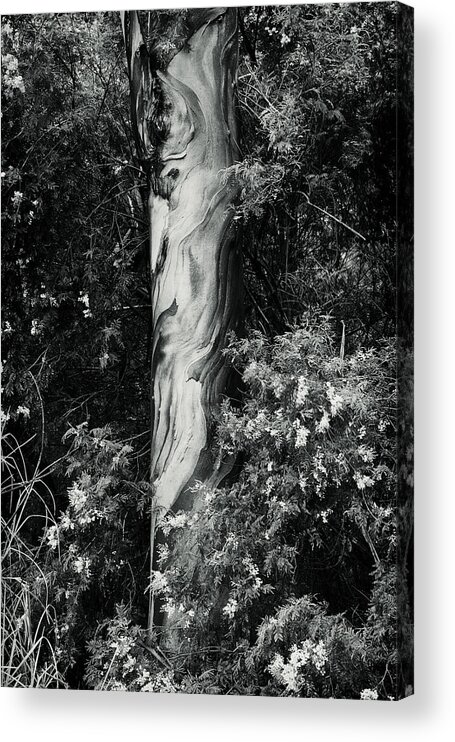 Eucalyptus Acrylic Print featuring the photograph FLA-150523-ND800E-24853-bw-green by Fernando Lopez Arbarello