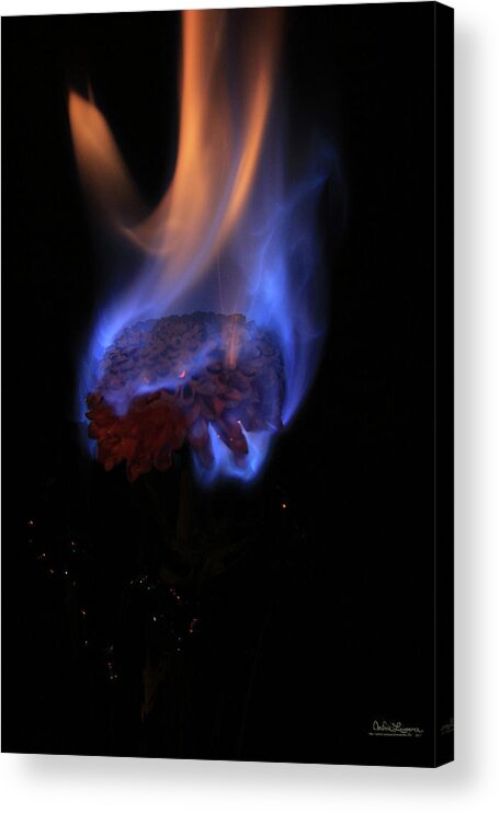 Saskatchewan Acrylic Print featuring the digital art Flaming Flower 4 by Andrea Lawrence