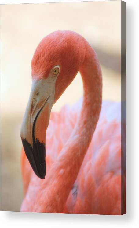 Flamingo Acrylic Print featuring the photograph Flamingo 2 by Elizabeth Budd