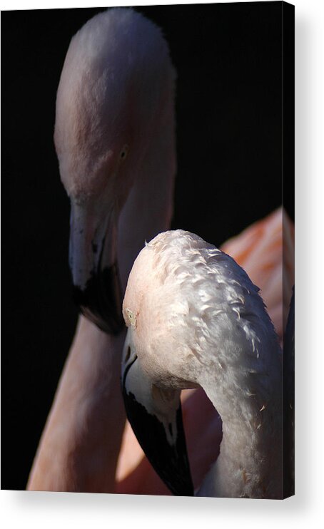 Pair Acrylic Print featuring the photograph Flamingo Study - 1 by DArcy Evans