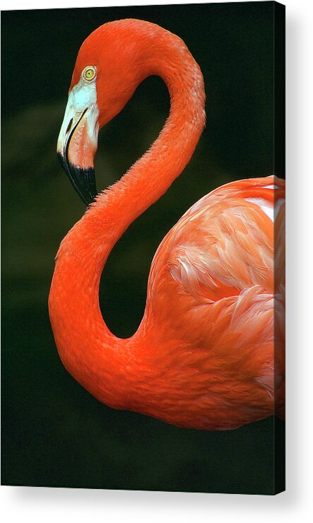 Flamingo Acrylic Print featuring the photograph Flamingo by Ted Keller