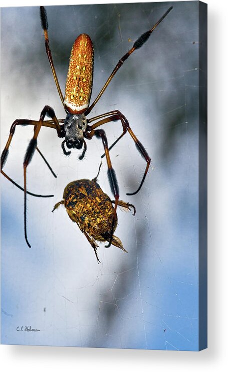 Golden Silk Orb-weaver Acrylic Print featuring the photograph Flew In For Dinner by Christopher Holmes