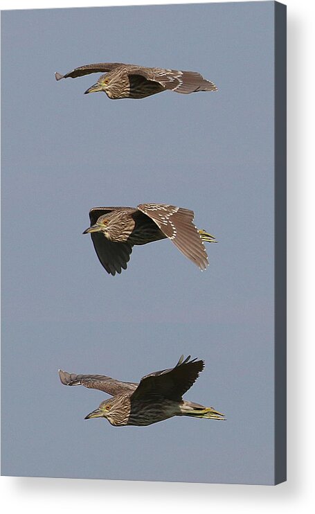 Wildlife Acrylic Print featuring the photograph Flight of a Heron by William Selander